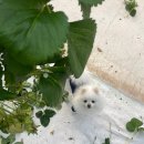 멍청이농장 이미지