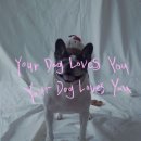 YOU DOG 이미지