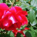 고영삼복싱아카데미 이미지