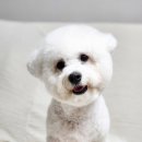 꾸미시개 이미지