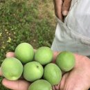 덕천농장 이미지