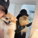 무프스 유치원 | 전주 도심에 위치한 최대 500평 천연잔디 애견카페 / 애견유치원 무프스🐶