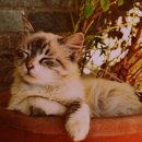 순풍동물병원 이미지