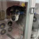 멍멍하개 이미지