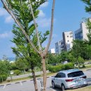 충북대학교 평생교육원 자귀나무, 모감주나무 식재 이미지