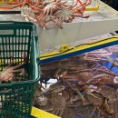 어시장 | 영덕 대게 시세 강구항 동광어시장 포장 후기 2026 영덕 대게 축제 일정