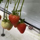 기담농장 이미지