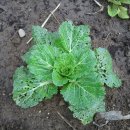 수아네 농장 이미지