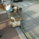 삼족 이미지
