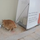 수원-1729 이미지