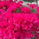 대왕농원 이미지