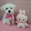 더예쁘개 댕댕샵 이미지