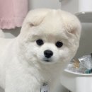 쌍금이네 이미지