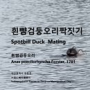 흰뺨검둥오리짝짓기 Spotbill Duck Mating 대전광역시 유등천 이미지