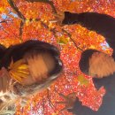 플라잉스톤 | 영주 부석사 데이트 | 부석사 카페 찾고 계신가요? 플라잉스톤 솔직후기🍎