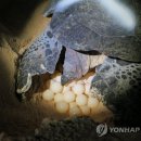 거북 이미지