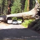 자이언트 세코이어 (Giant Sequoia Tree) 이미지