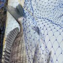 상사리(상) 이미지