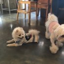 킹콩하우스 애견카페 이미지