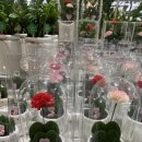 중도매인7호 이미지