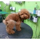 아띠펫살롱 이미지