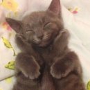 행복한 고양이 이미지