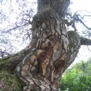 학암리의 소나무 이미지