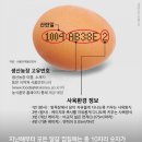 달걀마켓