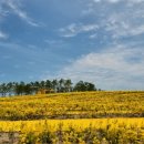 팔금맛집 이미지