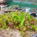 여가 민박 이미지