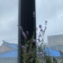 자작도 향기민박 이미지