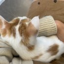 스마트동물병원 성북길음점 이미지