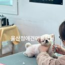 애견미용 이미지