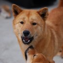 베스트애견 이미지