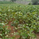 예밀농장 이미지