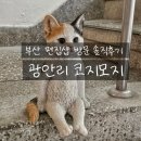 코지모지 | 부산 편집샵 코지모지 솔직후기｜감성 가득했던 광안리 소품샵