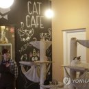 CATS TIME CAFE 이미지