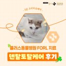 토탈티덴탈 | 해운대고양이병원, 고양이 치아흡수성 병변 치료 &amp; 덴탈토탈케어