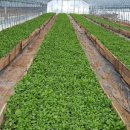 비타민민박 이미지