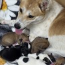 서산초등학교 | 🎯 목포서산초 강아지 달산이, 여섯 남매 순산 감동 스토리 &amp; 아기 강아지 이름 짓기 강아지 육아 꿀팁