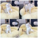 미유펫 강아지분양 고양이분양 김포점 이미지