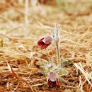 지리산털보농원 이미지