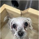 명지애견 이미지