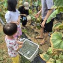 보랏빛산채마을 | ✨2025 인제군 농촌크리에이투어<메론에 폭~싹 빠졌수다 후기🍈>