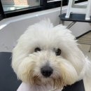 강아지미용실 정독 이미지