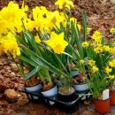 나로 in 해 이미지