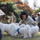 꼬똥사파이어 | 꼬똥사파이어 가족모임 후기(25년11월)