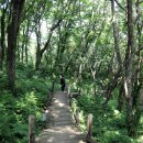 나리 신령수 이미지