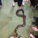 휘바핀란드위드플레이정글 이미지