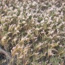 순천만 갈대밭 이미지